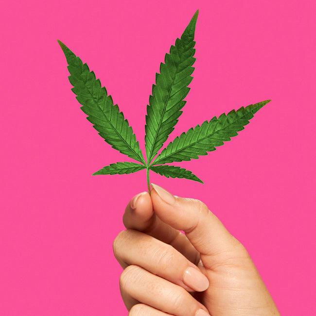 A model holding a hemp leaf against a hot pink background